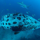 Potato grouper in Aliwal Shoal, South Africa.
