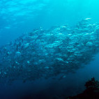 School of fish in Aliwal Shoal, South Africa.