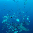 Shark and fish in Aliwal Shoal, South Africa.