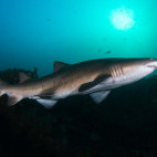 Shark in Aliwal Shoal, South Africa.