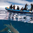 Divers on a boat in Aliwal Shoal, South Africa.