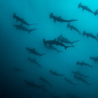 Hammerhead sharks at Protea Banks, South Africa.