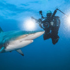 Oceanic black-tip shark and diver in South Africa.