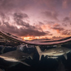 Oceanic black-tip sharks in South Africa.