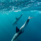 Pair of dolphins in South Africa.