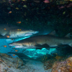 Pair of sharks in South Africa.
