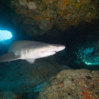 Ragged tooth shark in Aliwal Shoal, South Africa.