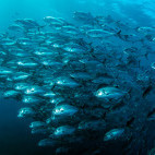 School of fish in South Africa.