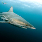 Black-tip shark in South Africa