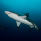 Black-tip shark in South Africa