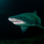 Ragged tooth shark in South Africa
