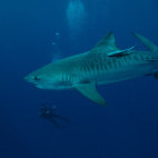 Tiger shark in South Africa.