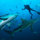 Sharks and diver in South Africa.