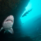 Sharks beneath a wreck in South Africa.