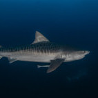 Tiger shark in South Africa.