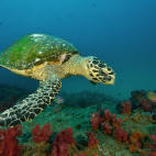 Sea turtle in South Africa