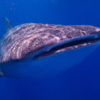 Whale shark in St Helena.
