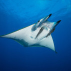 Mobula ray and diver in St Helena.