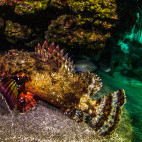 Scorpionfish in St Helena.