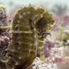 Seahorse at Mafia Island.