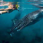 Whale shark and diver in Mafia Island, Tanzania.