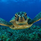 Green sea turtle in Mafia Island, Tanzania.