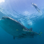 Diver and whale shark at Mafia Island in Tanzania.