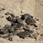 Turtles hatching on a beach in Mafia Island, Tanzania.