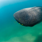 Whale shark