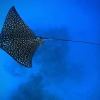 Eagle ray, Ambergris Caye, Belize.