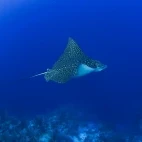 Eagle ray in Belize.