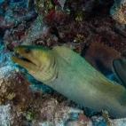 Green moray eel in Belize.