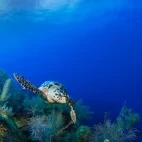 Hawksbill turtle, Belize.