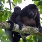 Howler monkey and young, in Belize.