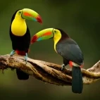Pair of keel-billed toucans, Belize.