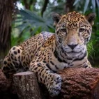 Jaguar in Belize.
