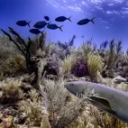 Nurse shark and fish in Belize.