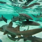 A shiver of nurse sharks in Belize.