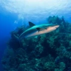 Reef shark in Belize.
