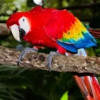 Scarlet macaw in Belize.