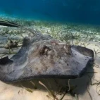 Southern stingray in the waters of Belize.