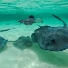 A fever of sting rays in Belize.