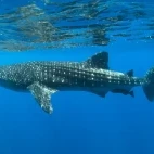 Whale shark in Belize.