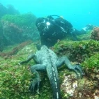 Encounter with a marine iguana on a dive in the Galápagos.
