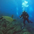 Diver enjoying a turtle encounter in the Galápagos.