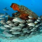 A shoal of grunts in the sea of Cortez, Mexico.
