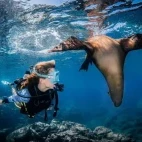Diver enjoying the company of a seal, in the area of La Paz, Mexico.