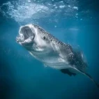 Whale shark in the Sea of Cortez, Mexico.