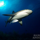 Caribbean reef shark in Belize