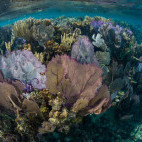 Gorgonian sea fan in Belize